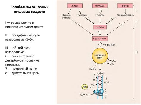 Сжигание углеводов: энергетический процесс