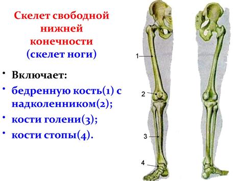 Сила и устойчивость: символика костей ног в сновидениях