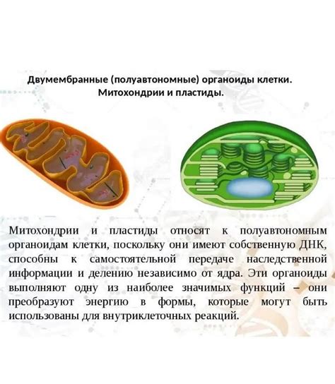 Симбиоз клеток: митохондрии и хлоропласты