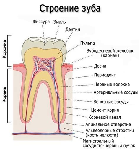 Символизм зуба в сновидении