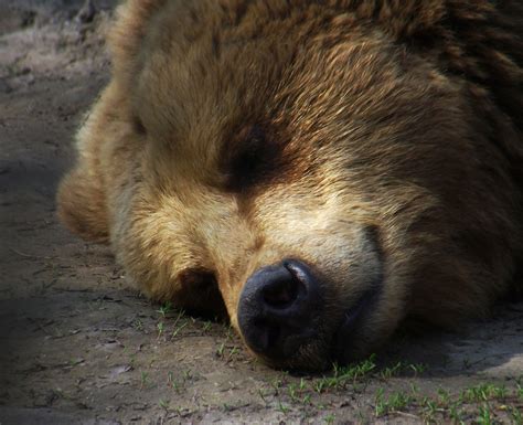 Символика и ассоциации медведя во сне