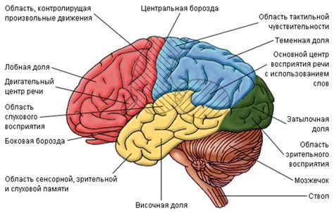 Символика и значение снов, где мозг находится в кровавом состоянии