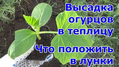 Символика плодородия и роста: перевоплощение огурцов в снах женщины