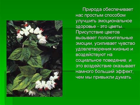 Символика растений в сновидениях: таинственная сила светлых зеленей и ароматных пленительных лепестков