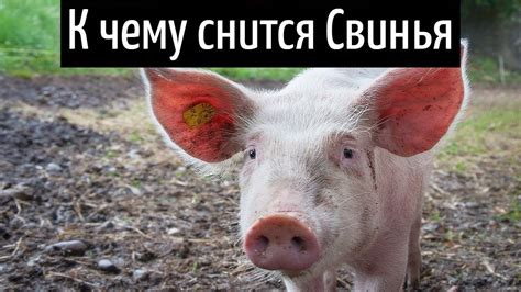 Символика свиньи во сне и ее возможные значения