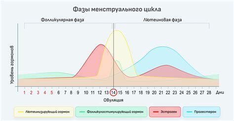 Символика сна о крови в женском месячном цикле