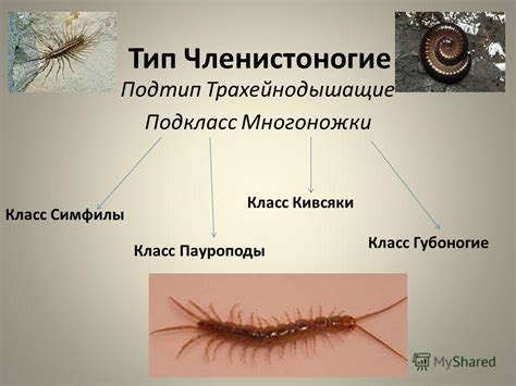 Символическое значение многоножки в сновидении: что она олицетворяет?