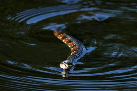 Символическое значение присутствия змеи в воде в сновидениях