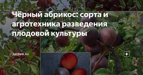 Символическое значение сочной и ароматной плодовой культуры в мире сновидений