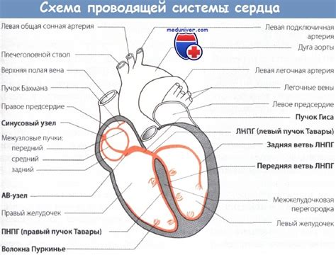 Символическое содержание сновидений с проникновением в центр сердца в различных культурах