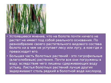 Символичность сновидений о болоте с капустой: что они могут скрывать?