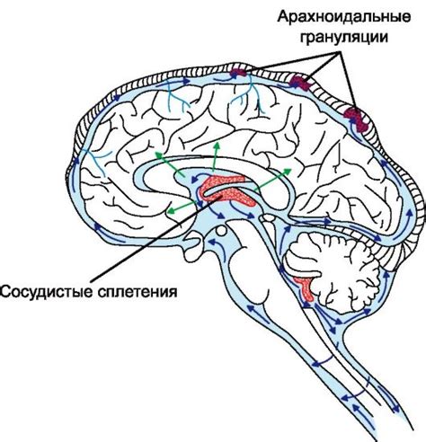 Симптомы атрезии отверстий мажанди и лушки