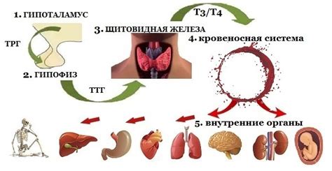 Симптомы гипотериоза щитовидки у женщин