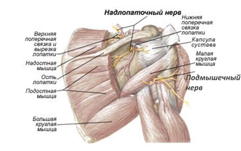 Симптомы защемления под лопаткой слева на спине