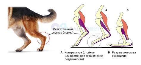 Симптомы опухлости задней ноги у собаки