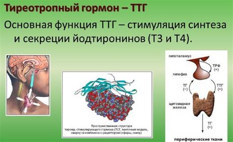 Симптомы снижения уровня Т4 при нормальном ТТГ