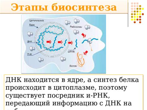 Синтез белков в цитоплазме