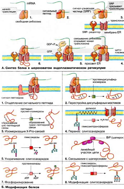 Синтез белков и их модификация