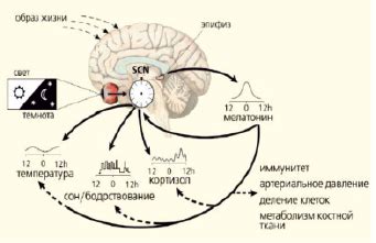 Синхронизация организма