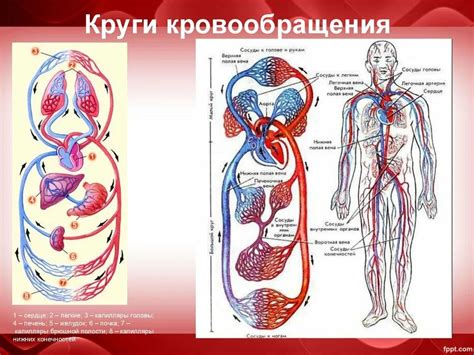 Системы кровообращения