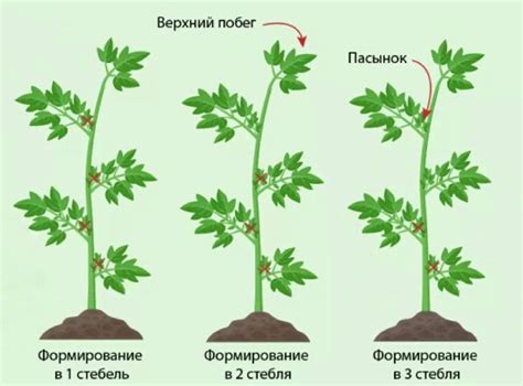 Сколько дней нужно для появления побегов горчицы?