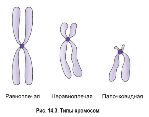 Сколько хромосом в ядре клетки листа томата?