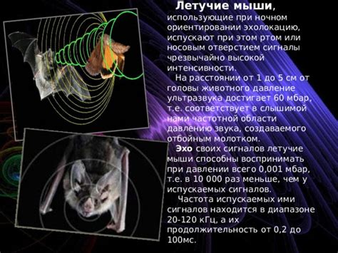 Скрытый смысл ультразвука в снах: о чем могут говорить мыши и их разведение