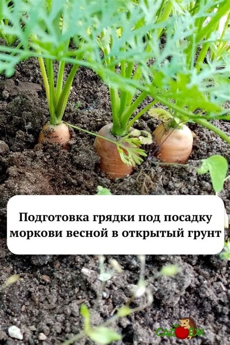 Смотреть сон, где строю посадку моркови: основные значения