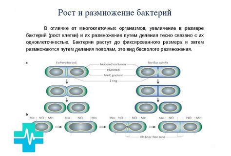 Снижает риск размножения бактерий