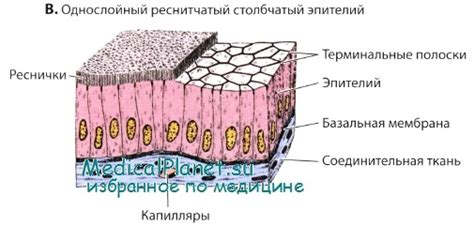 Снимание верхнего слоя эпителия