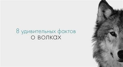 Сновидение о волках: источник непрерывной энергии или потеря собственной силы?