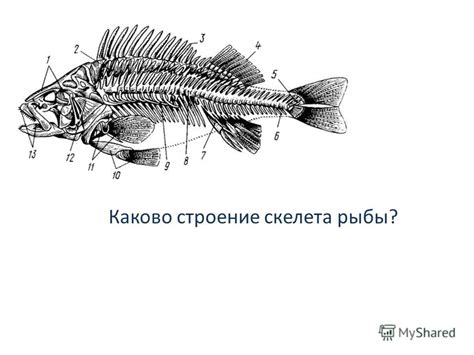 Сновидение с обилием покойной рыбы: каково его предзнаменование?