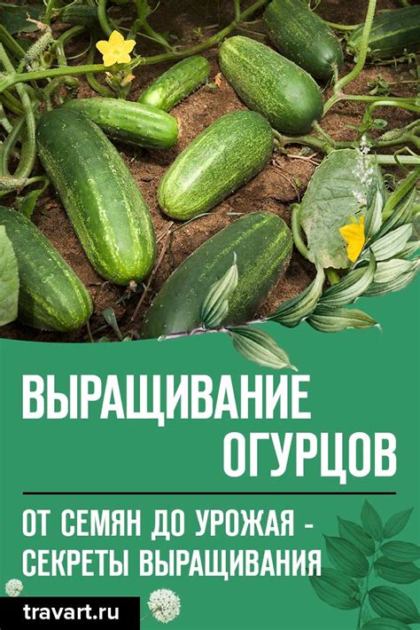 Сновидения о выращивании огурцов: путь к пониманию эмоционального состояния