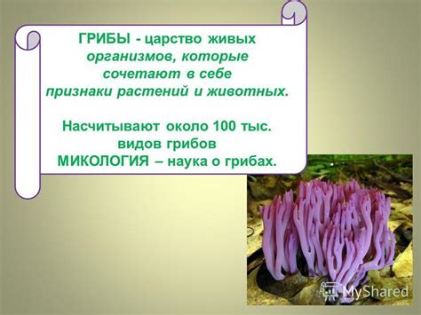 Сновидения о грибах и признаки благополучного состояния женского здоровья