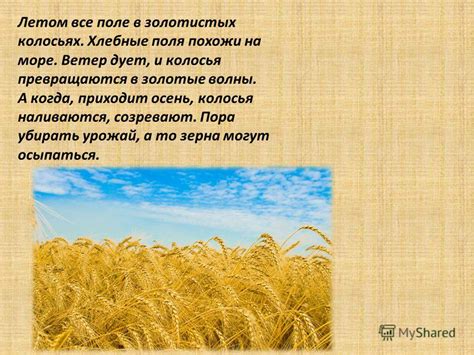 Сновидения о золотистых колосьях: бодрственные знаки и будущие события