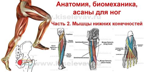 Сновидения о повреждении нижней конечности: разбор и толкование