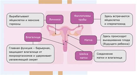 Сновидения о половых органах супруга: отражение близкой связи