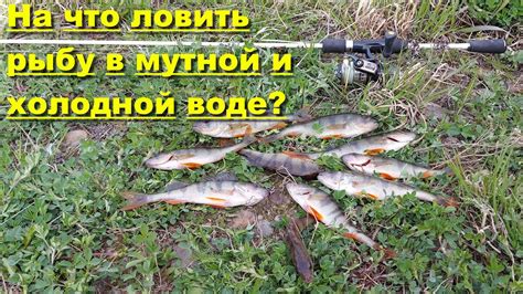 Сновидения с акулами в мутной воде: смысл и интерпретация