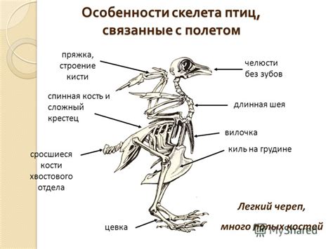 Сны, связанные с уловом птицы без применения приспособлений