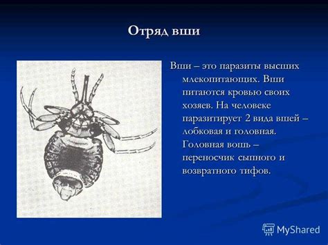 Сны о насекомых: интерпретация и эмоциональные реакции