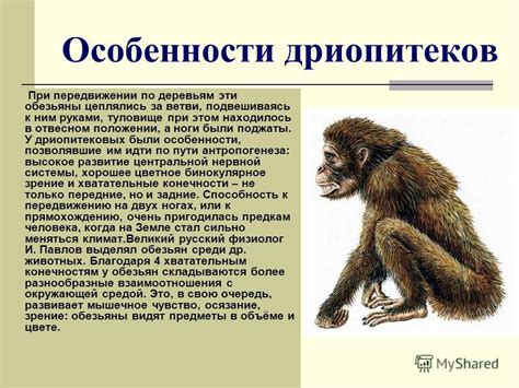 Сны о прекрасном событии: мистические сообщения от обезьяны, находящейся в деликатном положении