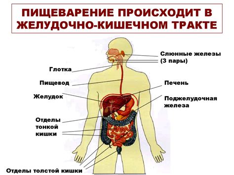 Снятие дискомфорта в органах пищеварения