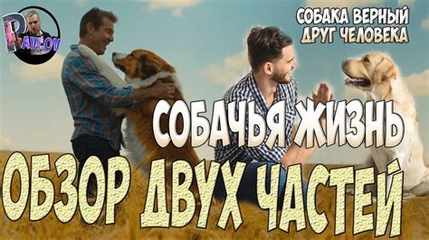 Собака - верный друг: почему она покидает дом при смерти