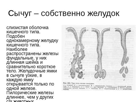 Собственно желудок