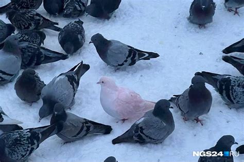 События и перемены, которые могут предвещать во сне появление горячо-розового голубя