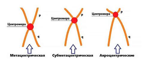 События разделения центромера в интерфазе