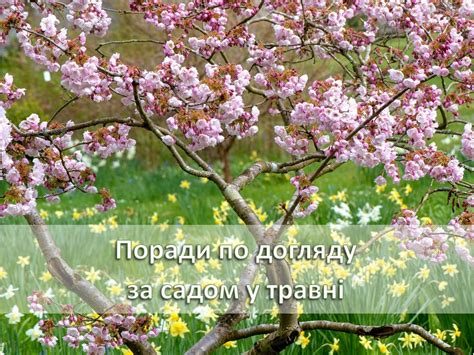 Советы и рекомендации по уходу за грицаевым садом