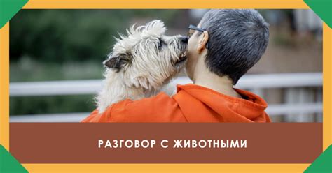 Советы по взаимодействию с урчащей кошкой