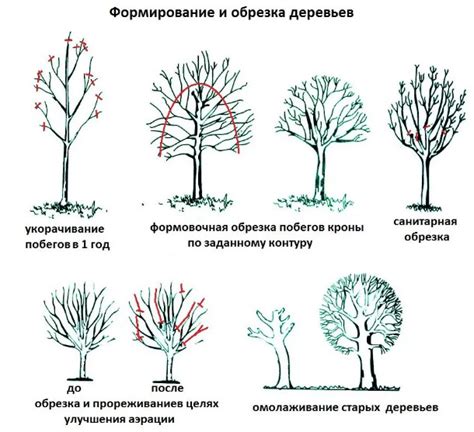 Советы по работе с образами сновидений о светло-желтых плодоносящих растениях в женском облике на окружающем ландшафте