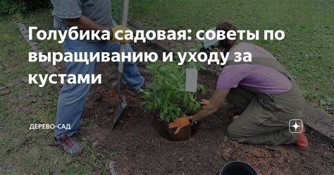 Советы по уходу и помощи